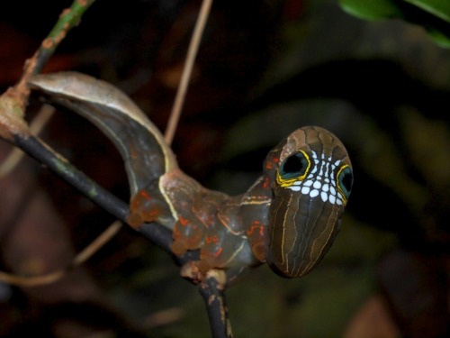 caterpillar of the phyllodes imperialis (imperial fruit-sucking moth)