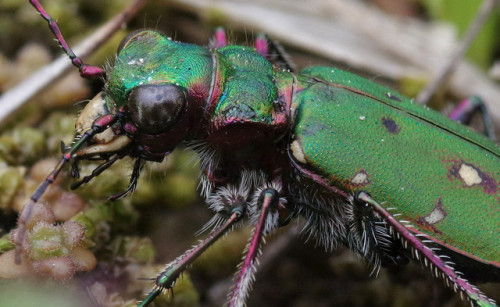 After taking some nice photos of Japanese tiger beetles in Kyoto last year, I&rsquo;ve been keen to 