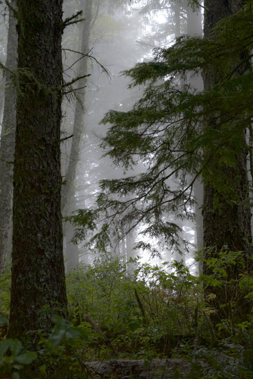 russell-tomlin: The Trees at Cape Perpetua 6