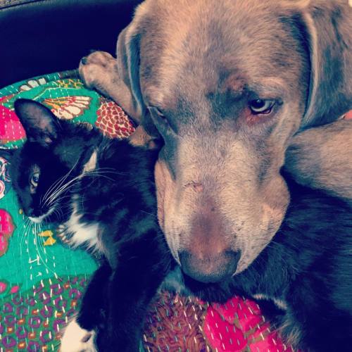 Everybody needs a kitten for a pillow #joeyandmochi