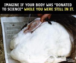 peta2:  #StopAnimalTests