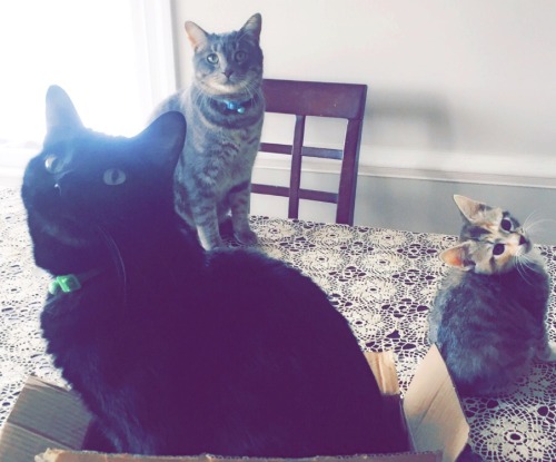 tinykittykisses:my cats working on their album cover