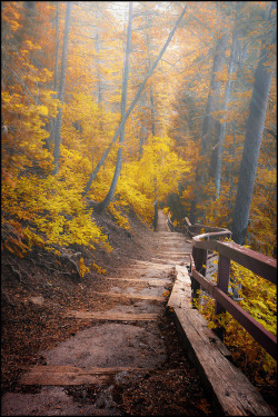 etherealvistas:  A Path in the Woods by PrevailingConditions