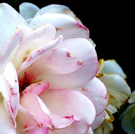 parvanae:i went through my old large flowers icon and cropped it into little pictures for detail ico
