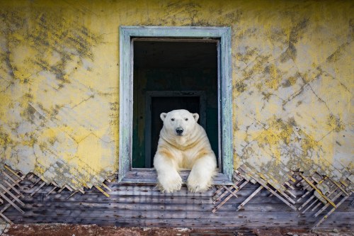  Polar bears take over abandoned weather station !Scientists left a Russian weather station in the A