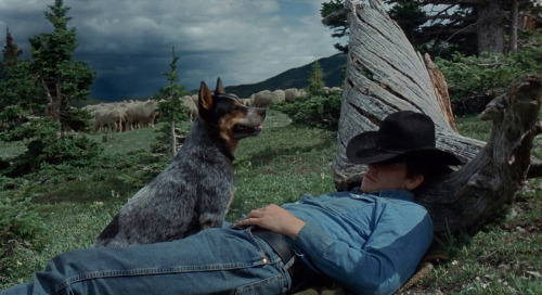 bestperformances: Jake Gyllenhaal as Jack Twist /  Brokeback Mountain (2005) Academy 
