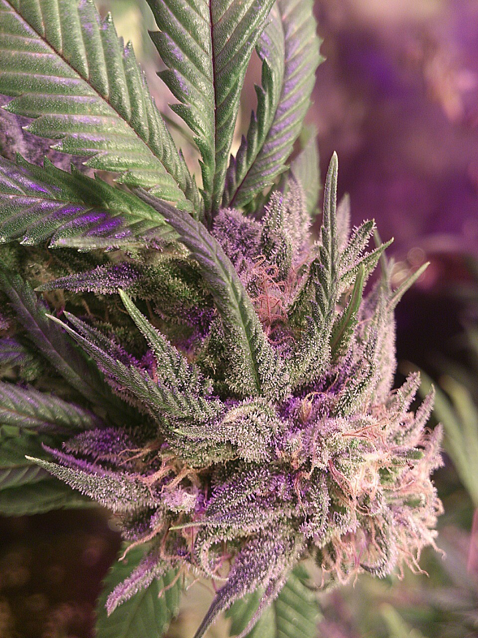 top-choice:  LA confidential 