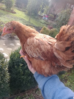 Her name is Chapita, it&rsquo;s a good chicken and a good sister too, also, she likes to kick me
