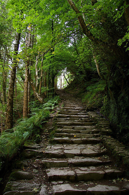 insatiablelondonlass-killydf2:  bluepueblo:  Forest Stairway, Killarney, Ireland