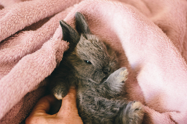 zel-duh:  Cuteness overload by coralie.vi on Flickr. 