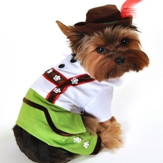 Dogs dressed up! Just some dogs rocking some costumes! Is It Halloween yet ?