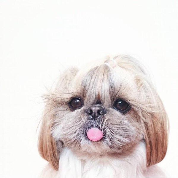babyanimalposts:  Click for the cutest posts imaginable!