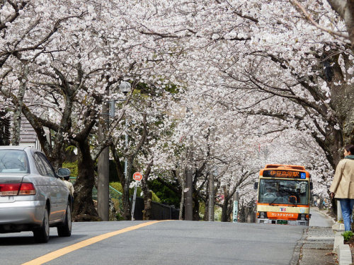 Cherry Blossom Street in Izu Kogen by izunavi on Flickr.