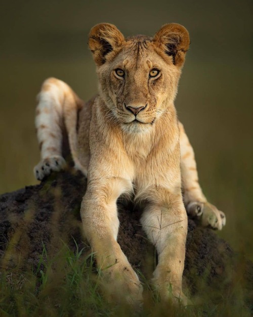 Photo by @nisha.purushothaman Wild look! #wild #nature #wildlife #kenya #animals #natures #lion #igs