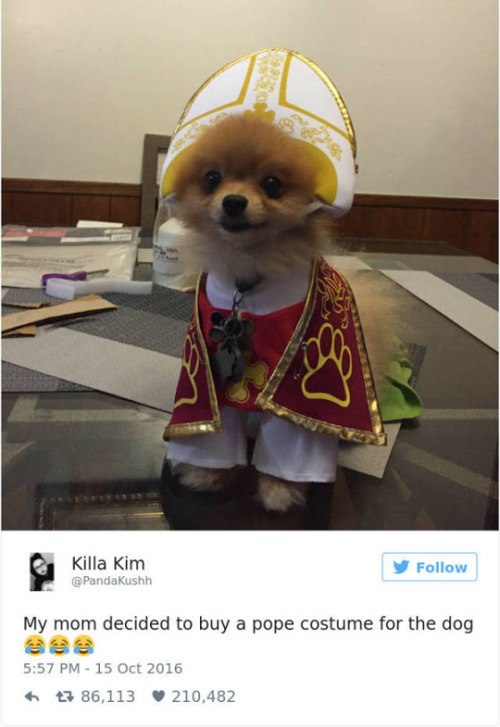 sensationalsparrow: wwinterweb: The Best Dog Tweets of 2016 (see 30 more) That last one…