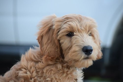 animalrates:  animal rates?