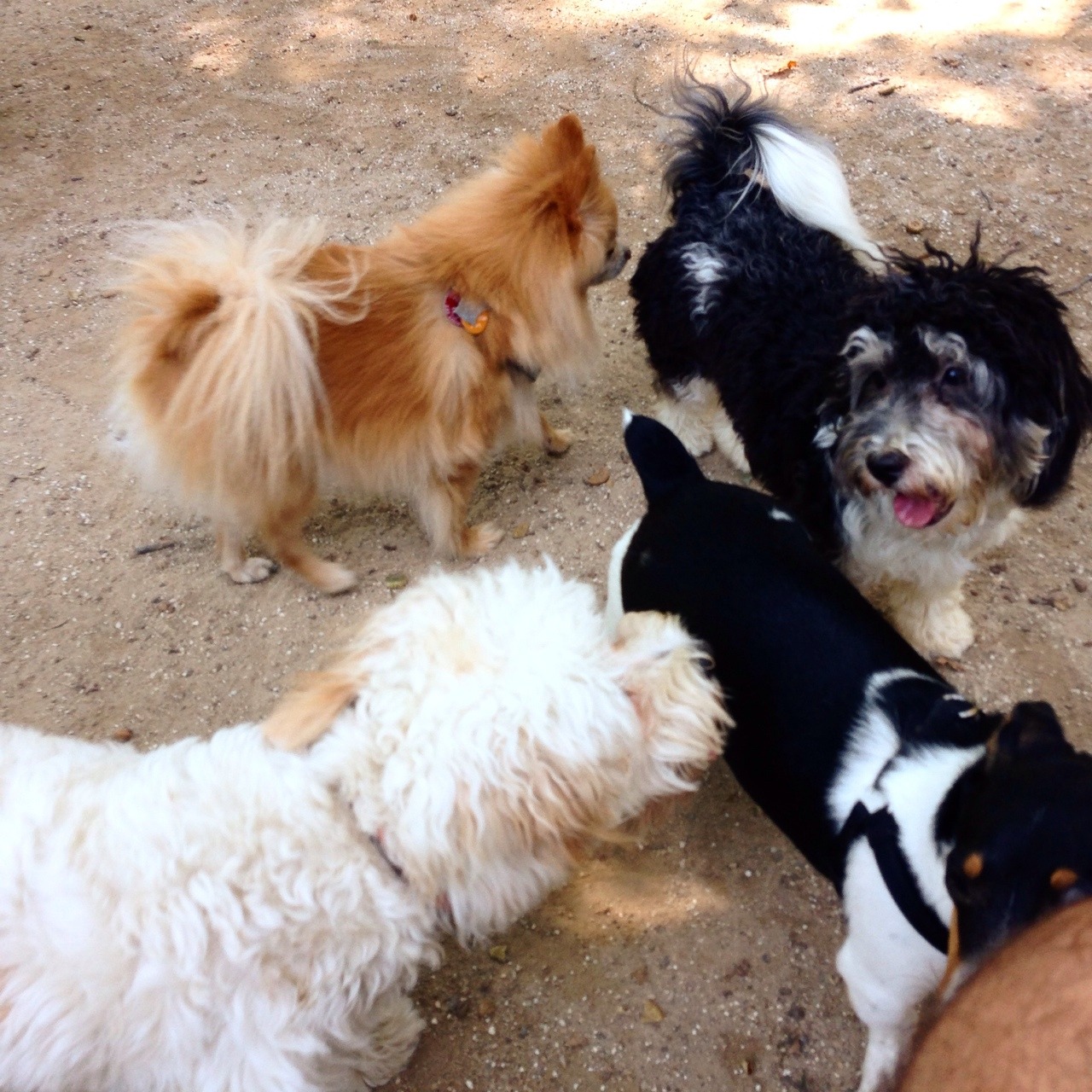 chickennuggetwastaken:
“Oh hai my new doggy friends.
”
Inappropriate, Nugget!!