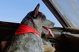 mairelon:Mad Max II: The Road Warrior + Dog, The Most Important Character 