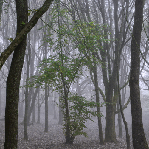 jellytussle:Misty October morning