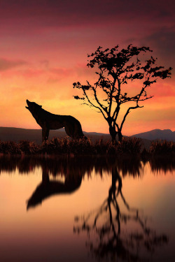 plasmatics-life:  The Wolf At Sunset | By Jenny Woodward  