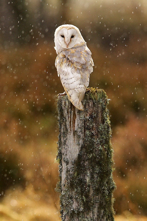 wonderous-world:  Tyto Alba by Javier Fernández Sánchez 