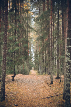 nordvarg:  Autumn Forest \ Alexej Krasnov
