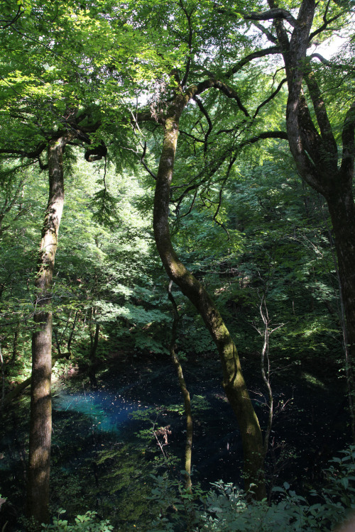 青池, Aoike or blue pond 世界自然遺産 白神山地 十二湖 青池, Aoike or blue pond in the Natural World Heritage, Shiraka