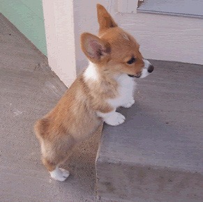 smoshrox87:If you don’t think Corgis are one of the most adorable things on the planet you’re wrong