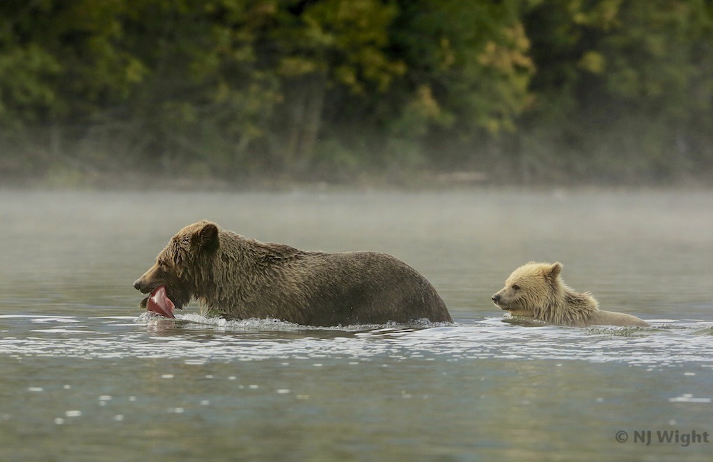 njwight:  A nice day to be by a lake… Capser and his Mom! njwight:  Grizzlies in