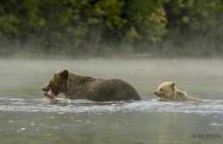 Njwight:  A Nice Day To Be By A Lake… Capser And His Mom! Njwight:  Grizzlies In