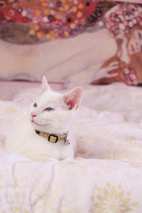 my pretty boy Meko getting snuggly on my bed ^_^