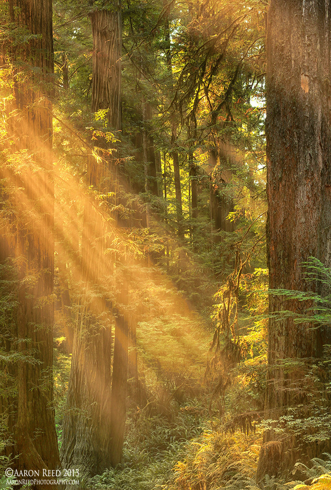 ladylandscape:  (via 500px / Giants by Aaron Reed)