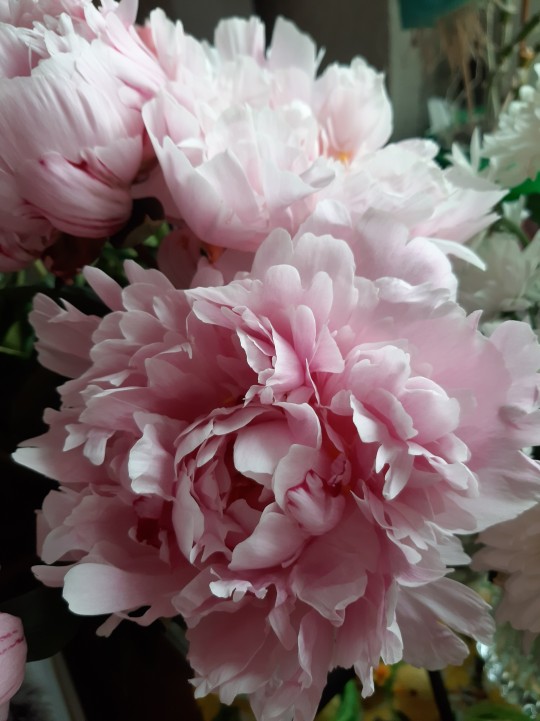 Sex lunelantern:  Peonies remind me of Haruno pictures