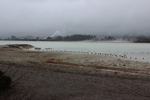 picturas-loquens: The geothermal landscape of Rotorua, New Zealand. It felt like travelling through 