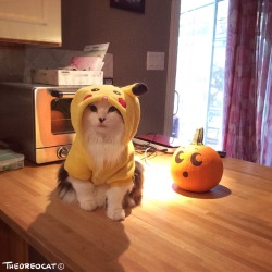 theoreocat:  One of these things is not like the othersOne of these things just doesn’t belongCan you tell which thing is not like the othersBy the time I finish my song 🎵