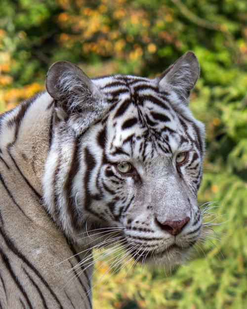 llbwwb:  (via White Tiger by Sylvie S / 500px)