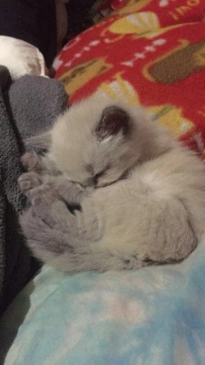 unflatteringcatselfies:  this is mayonnaise, my boyfriend found her in his backyard when she was three weeks old :’)