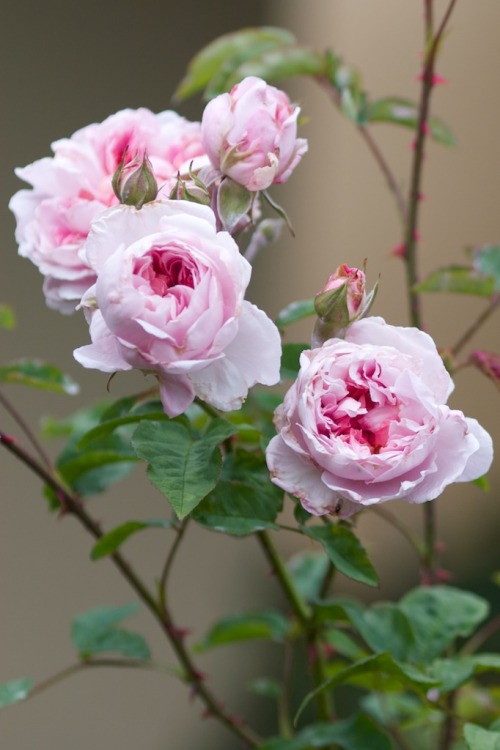 robertmealing:Cottage Rose - English Rose