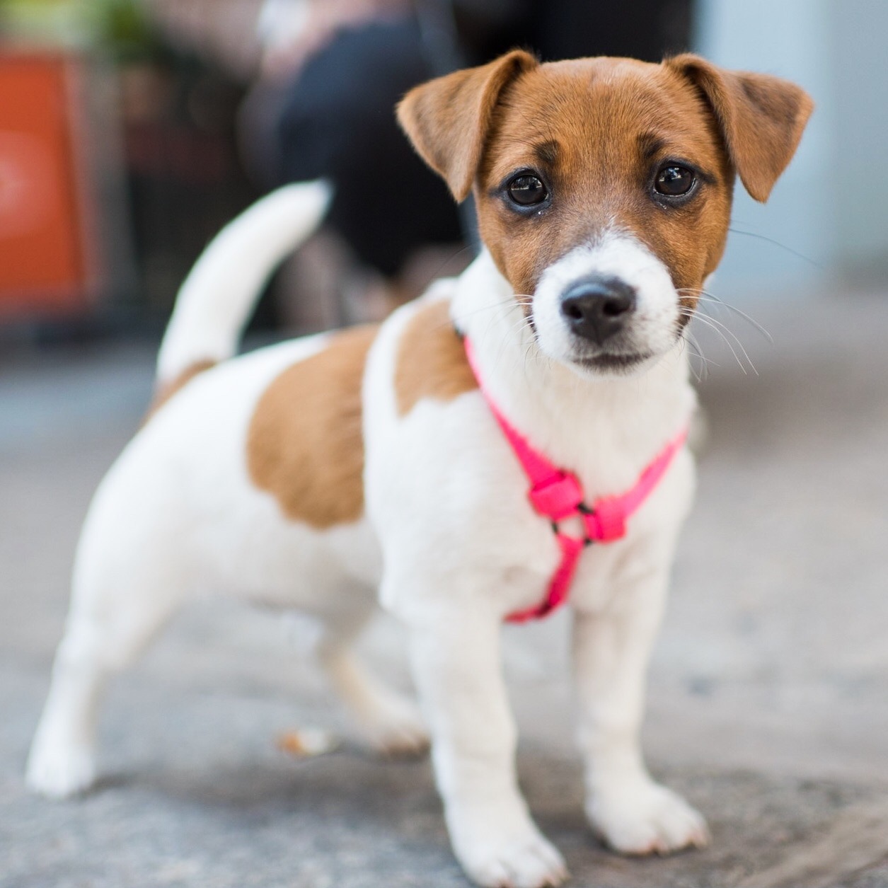 thedogist:  Pip, Jack Russell Terrier (4 m/o), Bowery &amp; Great Jones St, New