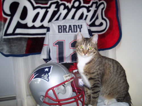 Super Bowl Sunday! Still taking photo submissions for Submit Your Kitties Sunday.Submit Your Kitties