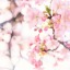 cherriblossumsblog
