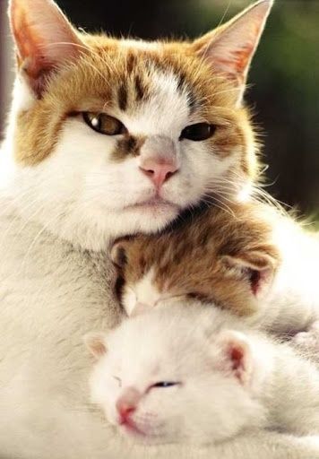 theenchantedcove:Found on indulgy.com