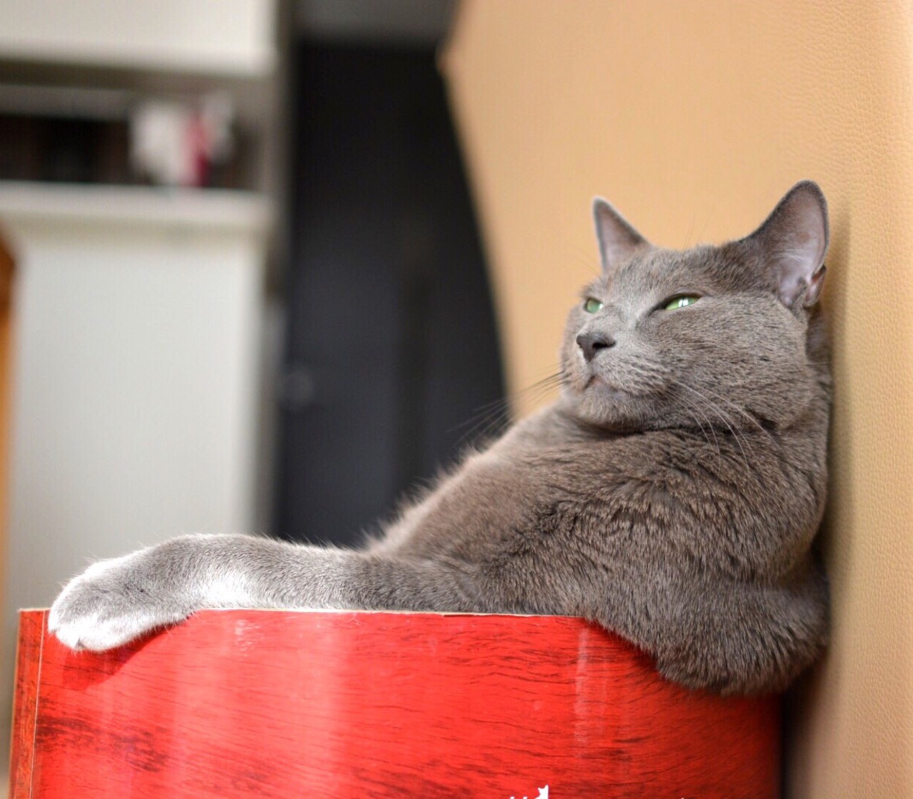 derpycats:  Tough life…♨️🛁😳 @koteazu2