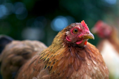 dailychickens: Thomas Vlerick on Flickr