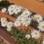 thebloomingdaisy