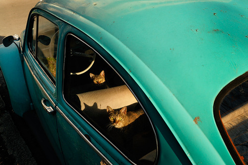adreciclarte:  Paradise Lost by  Joris Vandecatseye 