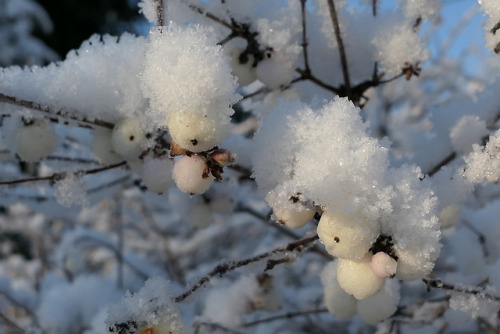 Symphoricarpos — snowberries a.k.a. waxberries a.k.a. ghostberries