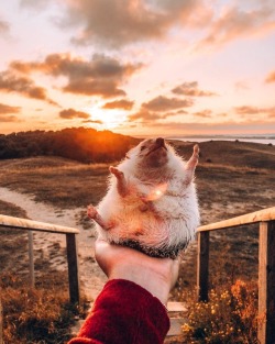 babydogdoo:  Cotton candy sunrise 🌅🌸Mr.Pokee