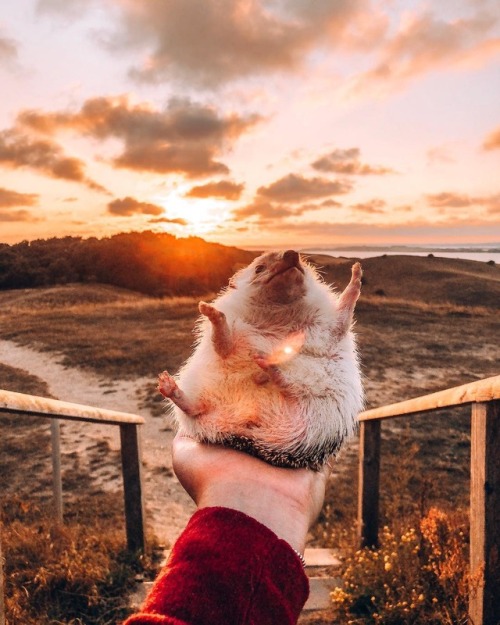 babydogdoo:  Cotton candy sunrise 🌅🌸Mr.Pokee the Hedgehog