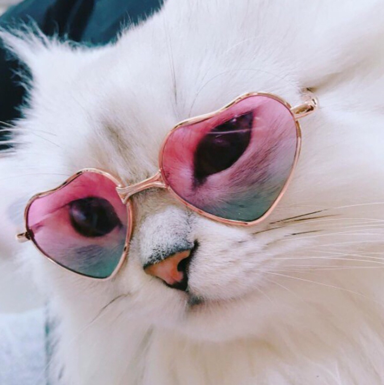 Cats